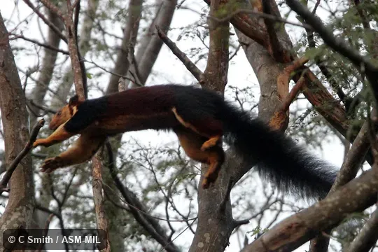 Also as Malabar Giant Squirrel. Also as Malabar Giant Squirrel.