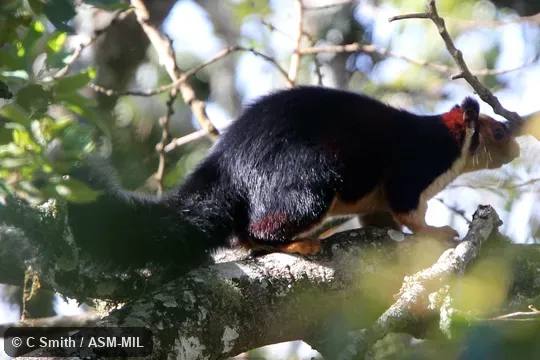 Also as Malabar Giant Squirrel.