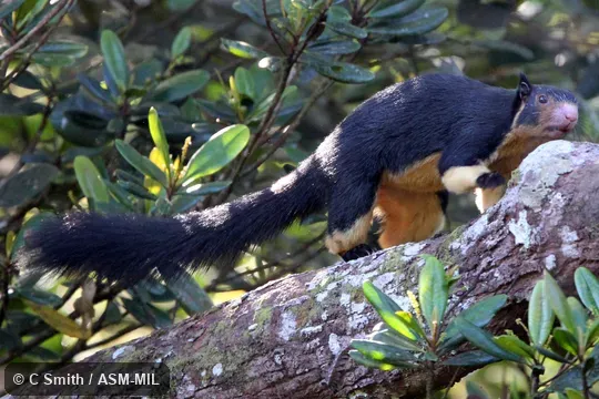 Also as Grizzled Giant Squirrel.