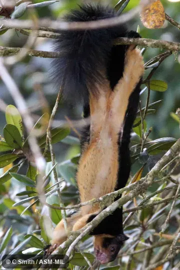 Also as Grizzled Giant Squirrel.