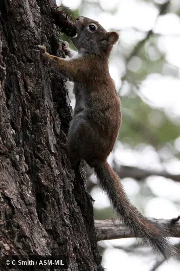 Tamiasciurus fremonti lychnuchus.  Formerly Tamiasciurus hudsonicus lychnuchus, Red Squirrel.  Also as Southwestern Red Squirrel.