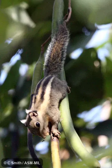 Formerly Tamiops mcclellandii kongensis, Himalayan Striped Squirrel.