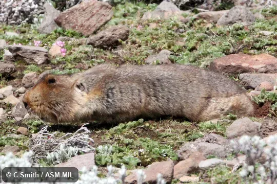 Also as Big-headed Mole-rat, Giant Mole-rat, Ethiopian African Mole Rat.