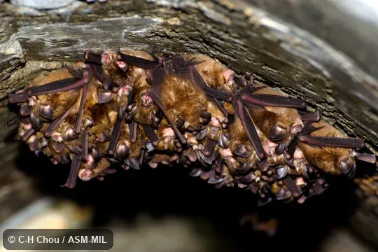 Also as Rhinolophus cornutus monoceros.  Also as Formosan Lesser Horseshoe Bat.