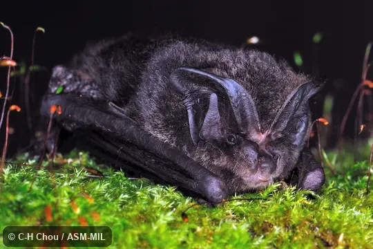 Also as Asian Barbastelle.