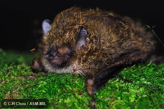 Also as Golden-haired Tube-nosed Bat|Taiwan Tube-nosed Ba. Also as Golden-haired Tube-nosed Bat|Taiwan Tube-nosed Ba.