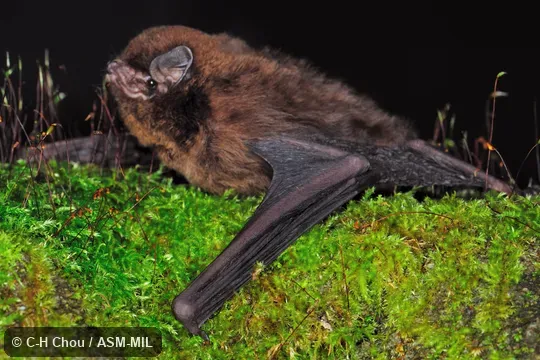 Formerly Miniopterus schreibersii fuliginosus. Also as Asian Bent-winged Bat|Eastern Bent-winged Bat|Eastern Long-fingered Bat. Formerly in Vespertilionidae. Formerly Miniopterus schreibersii fuliginosus. Also as Asian Bent-winged Bat|Eastern Bent-winged Bat|Eastern Long-fingered Bat. Formerly in Vespertilionidae.