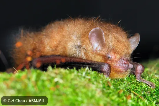 Also as Yellow-chested Tube-nosed Bat.