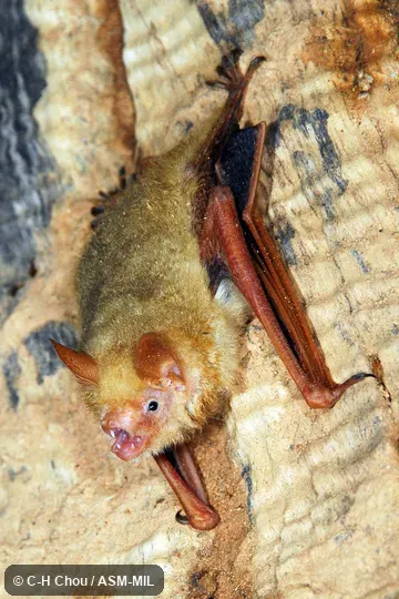 Also as Hodgson's Bat|Hodgson's Myotis. Also as Hodgson's Bat|Hodgson's Myotis.
