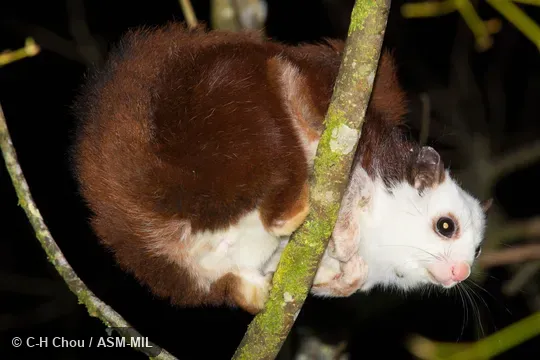 Formerly as Petaurista alborufus lena, Red-and-white Giant Flying Squirrel. Formerly as Petaurista alborufus lena, Red-and-white Giant Flying Squirrel.