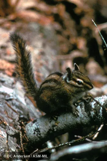 Side view.  Formerly Tamias townsendii.