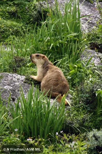 Also as Karakoram Marmot.