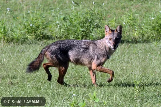 Canis aureus naria.  Also as Asiatic Jackal, Common Jackal.