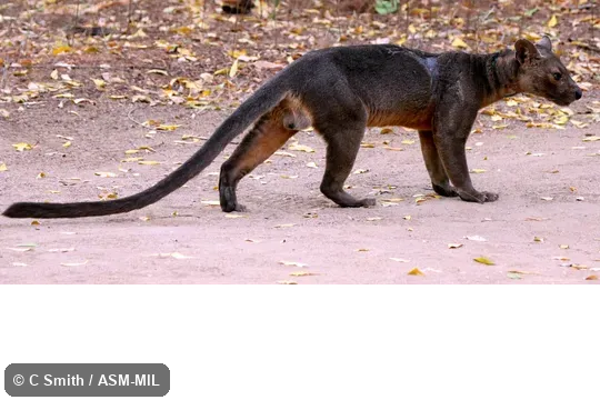 Also as Fosa.