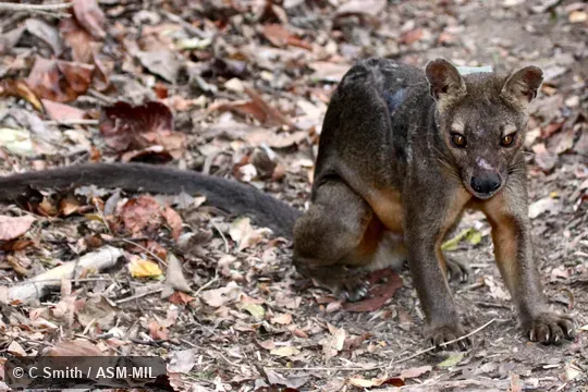 Also as Fosa.