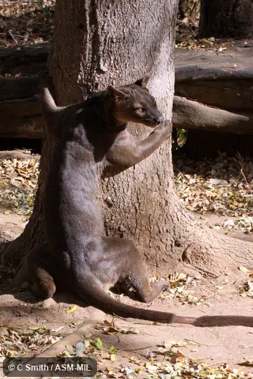 Also as Fosa.