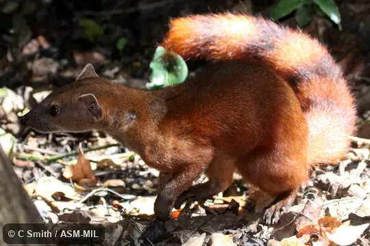 Also as Ring-tailed Vontsira|Vontsira|Vontsira Mena|Kokia|Vontsika. Also as Ring-tailed Vontsira|Vontsira|Vontsira Mena|Kokia|Vontsika.