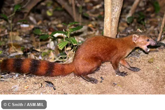 Also as Ring-tailed Vontsira, Vontsira, Vontsira Mena, Kokia, Vontsika.