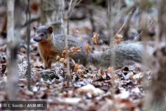 Also as Narrow-striped Boky|Boky|Boky-boky.