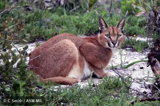Also as Red Lynx, Caracal Lynx.