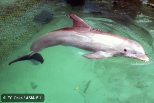 Side view. Formerly in order Cetacea. Also as Black Porpoise|Bottlenose Dolphin. Side view. Formerly in order Cetacea. Also as Black Porpoise|Bottlenose Dolphin.