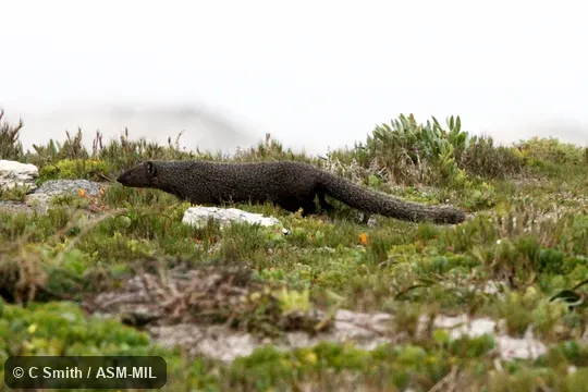 Formerly Galerella pulverulenta.