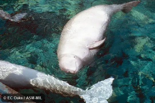 Side view.  Formerly in order Cetacea.  Also as Sea Canary|White Whale.