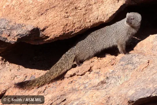 Also as Large Gray Mongoose|Ichneumon.