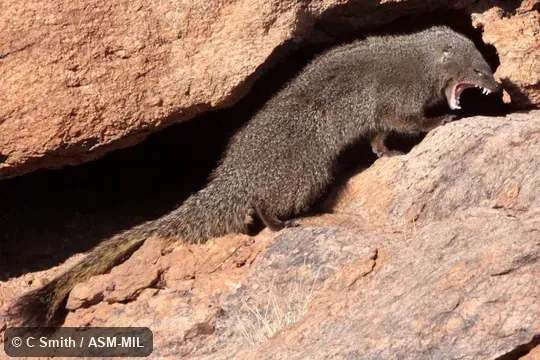 Also as Large Gray Mongoose, Ichneumon.