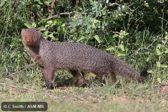 Formerly as Herpestes smithii.