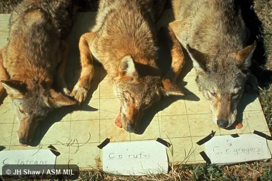 View of three anesthetized animals arranged for comparison.  Identified as Coyote (Canis latrans) and two subspecies of Red Wolf (Canis rufus rufus and Canis rufus gregoryi).  Formerly as Canis lupus rufus and Canis lupus gregoryi, Wolf.