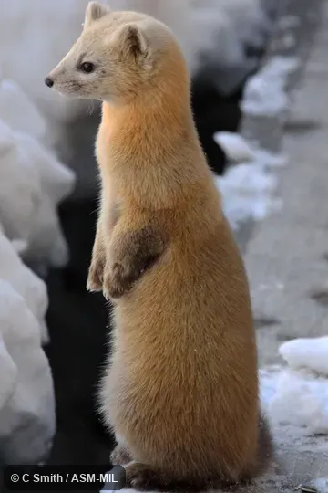 Martes zibellina brachyura.  Might be hybrid with Martes melampus.