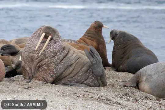 Odobenus rosmarus rosmarus, Atlantic Walrus.