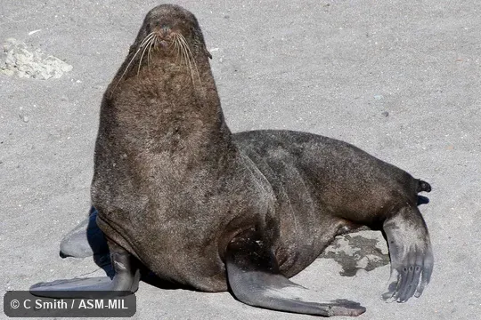 Also as Alaskan Fur Seal, Pribilof Fur Seal.