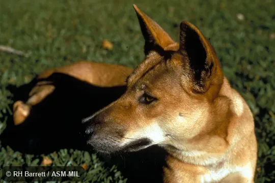Close-up of head of year-old female Dingo, Canis familiaris dingo. Formerly Canis lupus dingo, Wolf. Close-up of head of year-old female Dingo, Canis familiaris dingo. Formerly Canis lupus dingo, Wolf.