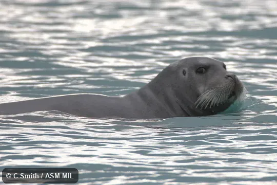 Also as Squareflipper|Atlantic Bearded Seal.