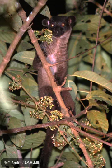 Also as Three-striped Palm Civet.