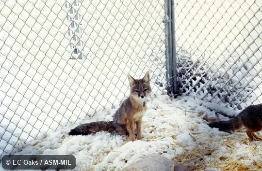 Front view of captive.  Also as Desert Fox.