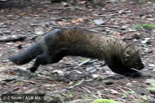 Just released from live trap.  Formerly as Martes pennanti.  Also as Pennant Marten.