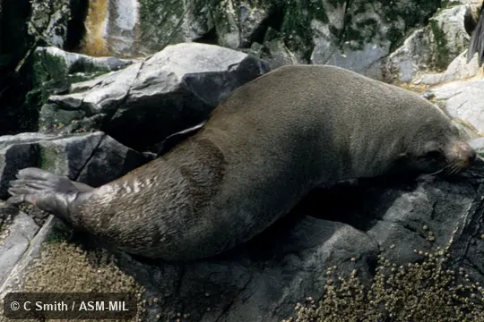 Formerly Arctophoca australis.  Also as Falkland Fur Seal|Peruvian Fur Seal|Southern Fur Seal.
