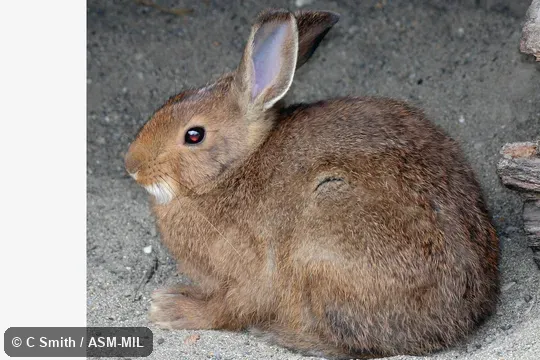 Lepus americanus washingtonii.  Summer pelage.  Also as Snowshoe Rabbit, Varying Hare.