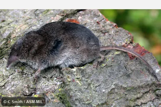 Formerly Soricomorpha.