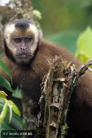 Formerly as Cebus (Sapajus) apella macrocephalus, Tufted Capuchin. "Peruvian morph" Formerly as Cebus (Sapajus) apella macrocephalus, Tufted Capuchin. "Peruvian morph"