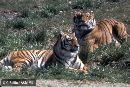 Two resting adults Two resting adults