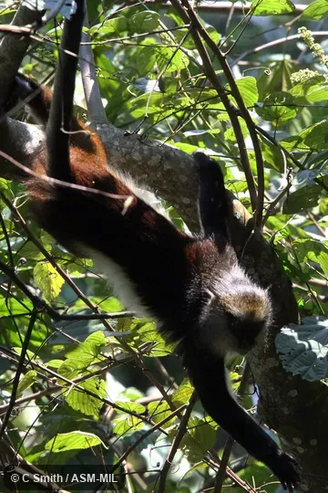 Also as Dent's Mona Monkey|Dent's Guenon.