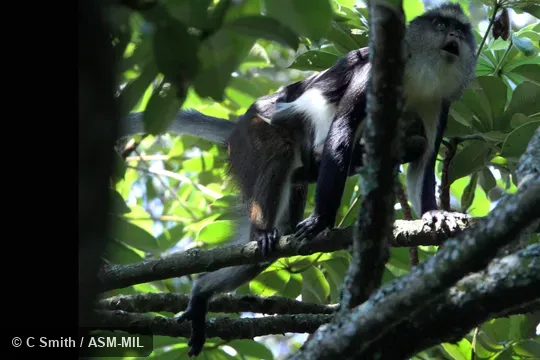 Also as Dent's Mona Monkey, Dent's Guenon.