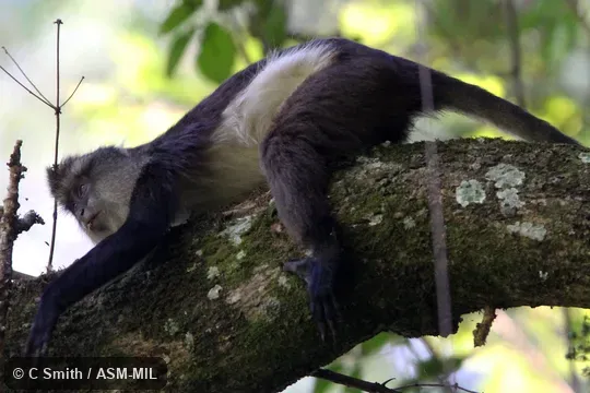Also as Dent's Mona Monkey, Dent's Guenon.