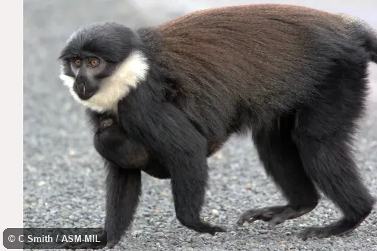 Formerly Cercopithecus lhoesti.  Also as Mountain Monkey.