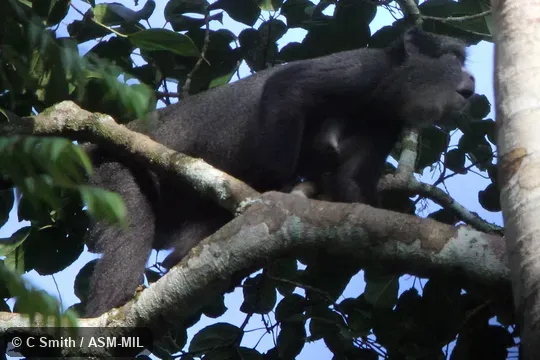 Cercopithecus nictitans nictitans, Eastern Putty-nosed Monkey.  Also as Greater Spot-nosed Monkey|Greater Spot-nosed Guenon|Greater White-nosed Monkey|Putty-nosed Guenon|White-nosed Guenon.