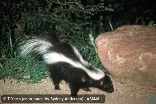 Oblique view Oblique view